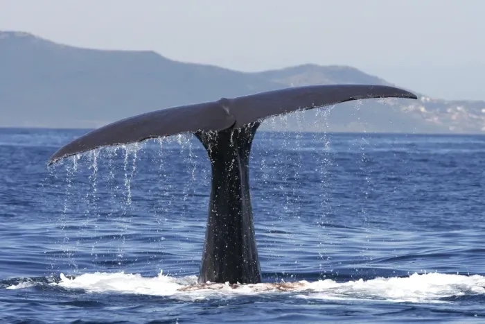 Framed Print : Sperm Whale - diving. The Strait of Gibraltar - Spain Framed Print : Sperm Whale - diving. The Strait of Gibraltar - Spain