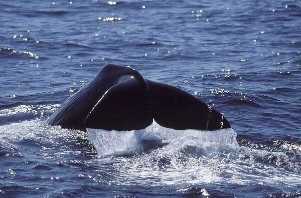 Sperm whale - Flukes