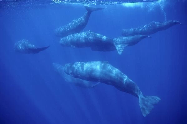 Sperm whale - Group of females and young. Azores, Portugal, north Atlantic Ocean
