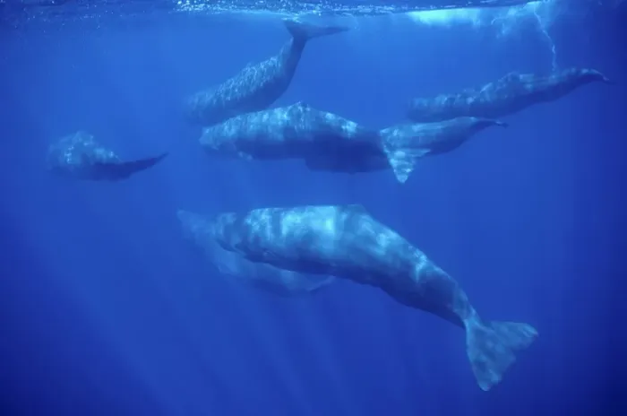 Framed Print : Sperm whale - Group of females and young. Azores, Portugal, north Atlantic Ocean Framed Print : Sperm whale - Group of females and young. Azores, Portugal, north Atlantic Ocean