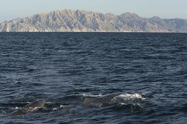 Sperm Whale - mother and calf - Sea of Cortez - Baja California - Mexico