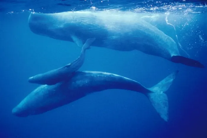Framed Print : Sperm Whale - mother, daughter & new calf Framed Print : Sperm Whale - mother, daughter & new calf