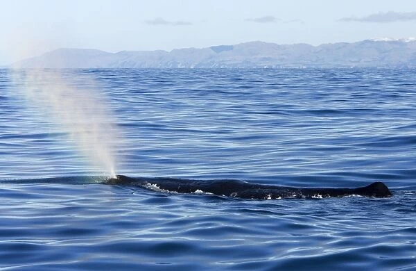Sperm whale. Off Kaikoura - South Island - New Zealand