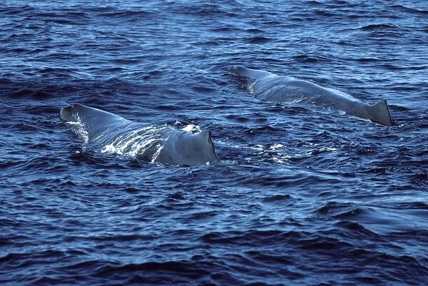 Sperm whale Photographed in the Gulf of California (Sea of Cortez), Mexico CC 508