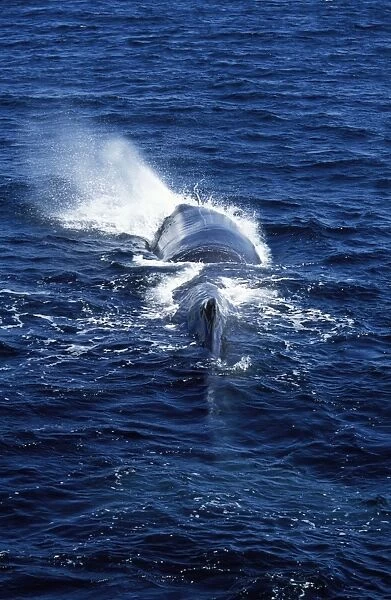 Sperm whale Photographed in the Gulf of California (Sea of Cortez), Mexico