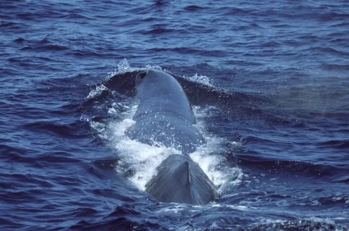 Framed Print : Sperm whale Photographed in the Gulf of California (Sea of Cortez), Mexico CC 494 Framed Print : Sperm whale Photographed in the Gulf of California (Sea of Cortez), Mexico CC 494