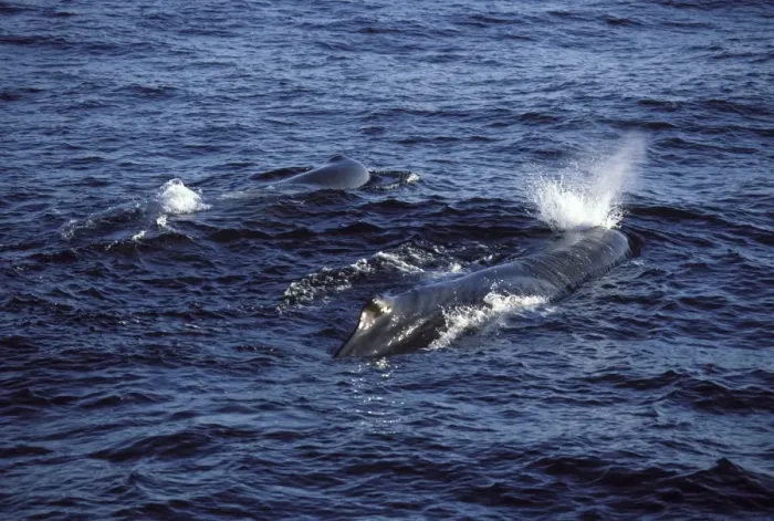 Framed Print : Sperm whale Photographed in the Gulf of California (Sea of Cortez), Mexico CC 509 Framed Print : Sperm whale Photographed in the Gulf of California (Sea of Cortez), Mexico CC 509