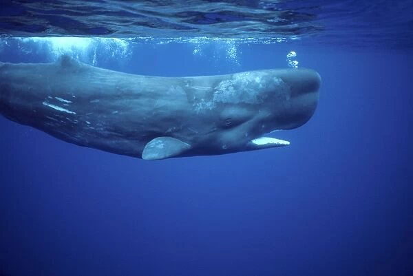 Sperm whale Photographed off the Azores Islands (Portugal). Atlantic Ocean