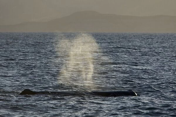 Sperm Whale - Sea of Cortez - Baja California - Mexico