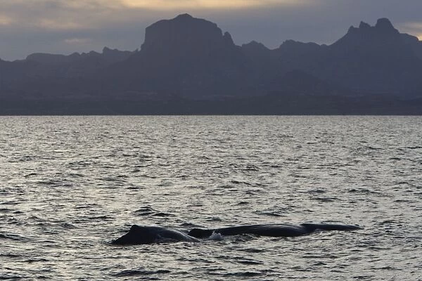 Sperm Whale - Sea of Cortez - Baja California - Mexico