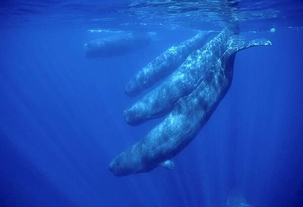 Sperm whale - Social group, females and juveniles. Off the Azores Islands (Portugal), Atlantic Ocean