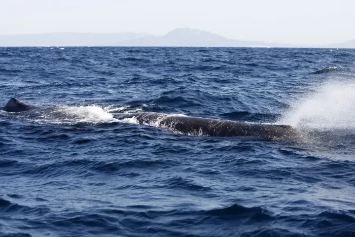 Framed Print : Sperm Whale. The Strait of Gibraltar - Spain Framed Print : Sperm Whale. The Strait of Gibraltar - Spain