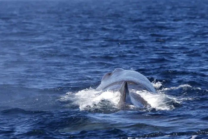 Framed Print : Sperm Whale. The Strait of Gibraltar - Spain
