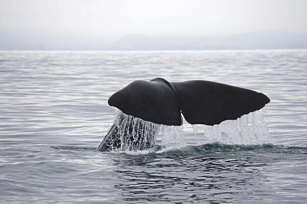 Sperm Whale - tail fluke shedding water droplets as it dives off Kaikoura South Island New Zealand