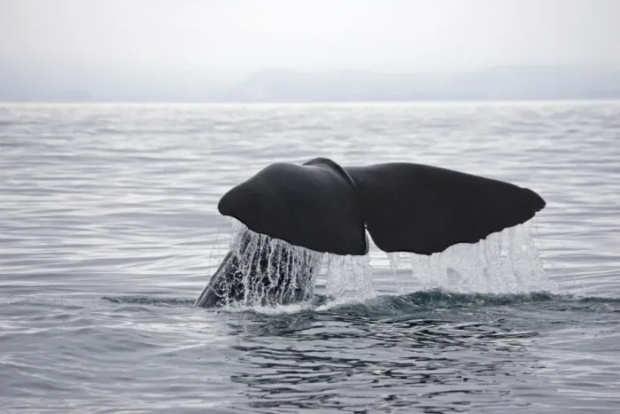 Framed Print : Sperm Whale - tail fluke shedding water droplets as it dives off Kaikoura South Island New Zealand