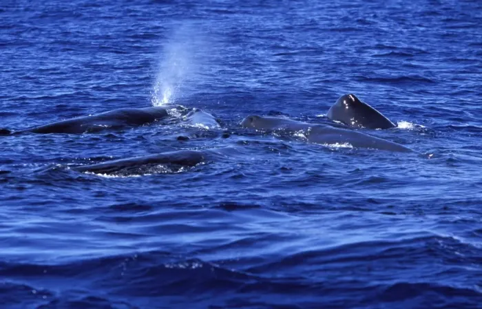 Framed Print : Sperm Whales Social group of females, juveniles, calves. The head of a calf is touching its mother's head (animal blowing in upper middle left) Bahamas Framed Print : Sperm Whales Social group of females, juveniles, calves. The head of a calf is touching its mother's head (animal blowing in upper middle left) Bahamas