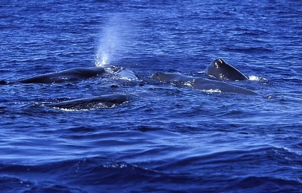 Sperm Whales Social group of females, juveniles, calves. The head of a calf is touching its mother's head (animal blowing in upper middle left) Bahamas