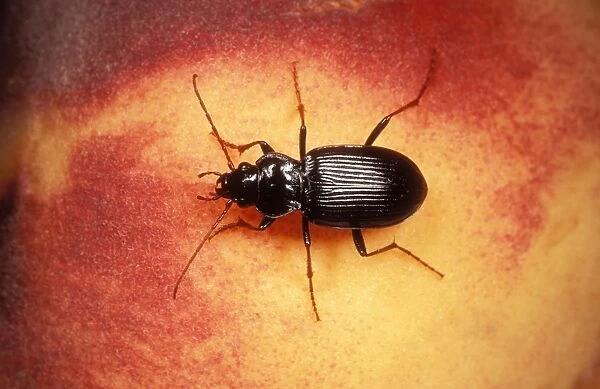 SPH-2416. Common Ground Beetle. UK