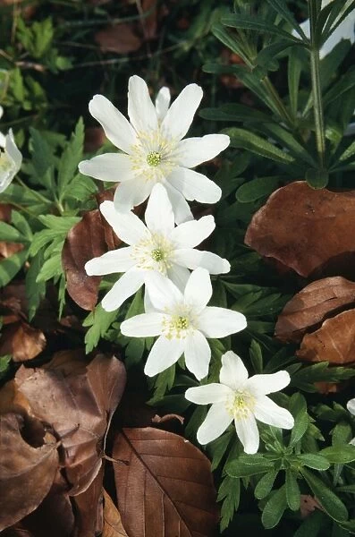 SPH-269. SPH-369. WOOD ANEMONE - four flowers