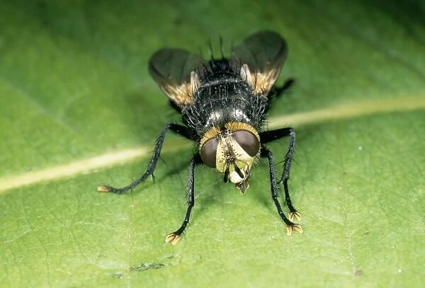 SPH-2767. Bristly Fly (Tachinidae) - On leaf. UK