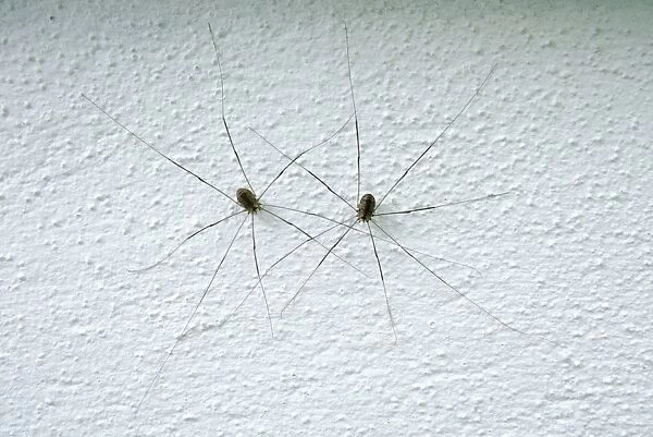SPH-811. Harvestmen Spider - pair on wall. UK