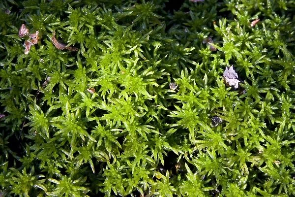 Sphagnum Moss - Close up of specimen growing in a bog, Dorset, England, UK