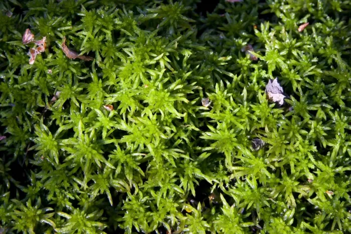 Framed Print : Sphagnum Moss - Close up of specimen growing in a bog, Dorset, England, UK Framed Print : Sphagnum Moss - Close up of specimen growing in a bog, Dorset, England, UK