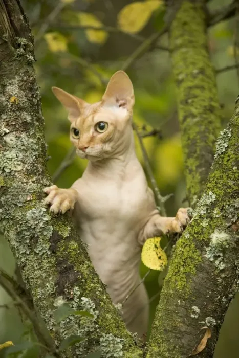 Framed Print : Sphynx Cat - in tree Framed Print : Sphynx Cat - in tree