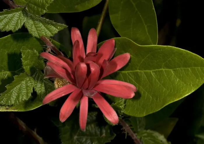 Framed Print : Spice bush  /  Californian Allspice - in flower