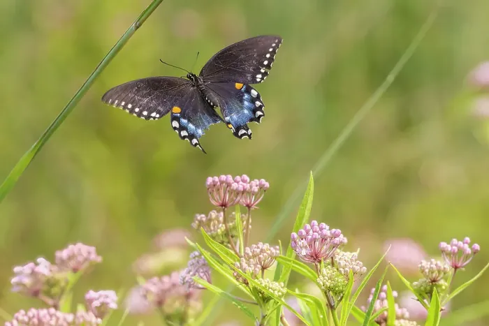 Framed Print : Spicebush swallowtail flying to swamp milkweed Date: 30-07-2021 Framed Print : Spicebush swallowtail flying to swamp milkweed Date: 30-07-2021