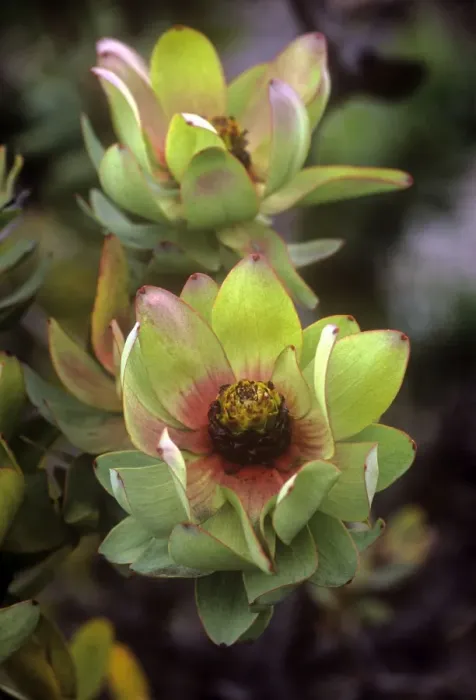 Framed Print : Spicy Conebush / Mountain Rose - family: Proteaceae Framed Print : Spicy Conebush / Mountain Rose - family: Proteaceae