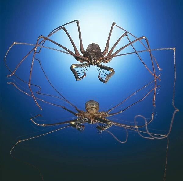 Spider  /  Arachnid TEA 19 © Andy Teare  /  ardea. com