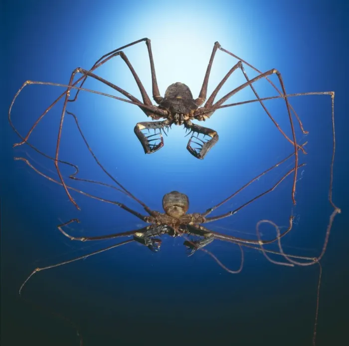 Framed Print : Spider  /  Arachnid TEA 19 © Andy Teare  /  ardea. com