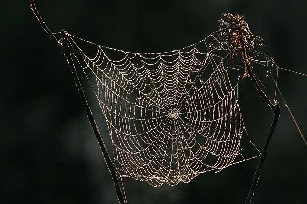 Spider - cobweb
