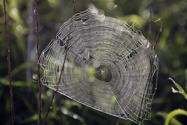 Spider & Cobweb - in morning dew. Alsace - France