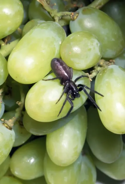 Framed Print : Spider - among grapes Framed Print : Spider - among grapes