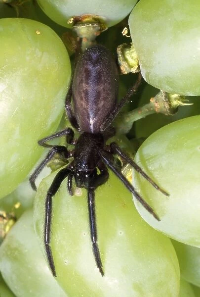 Spider - among grapes