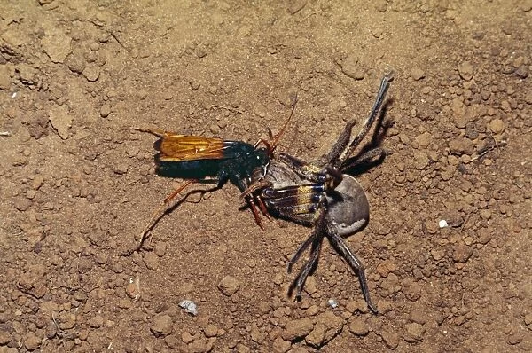 Spider-hunting Wasp - with kill