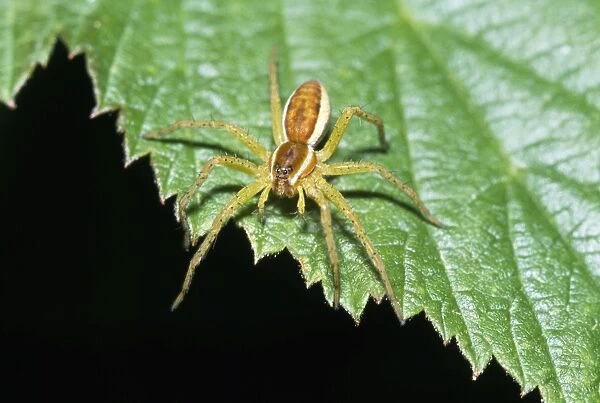 SPIDER - on leaf. AL-2121. SPIDER - on leaf