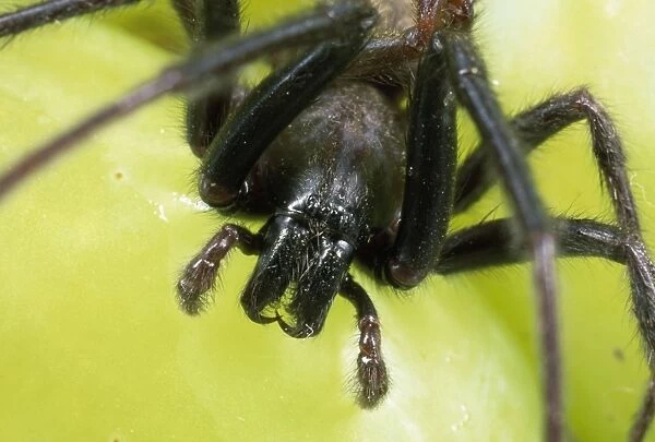 Spider - male - close-up of head showing fangs