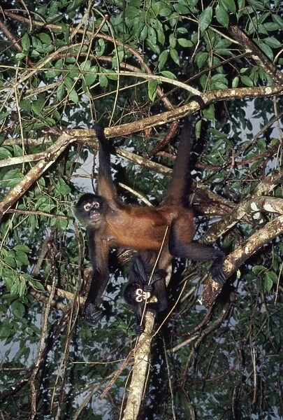 Spider Monkey - Adult and infant hanging from branches Mexico, Panama