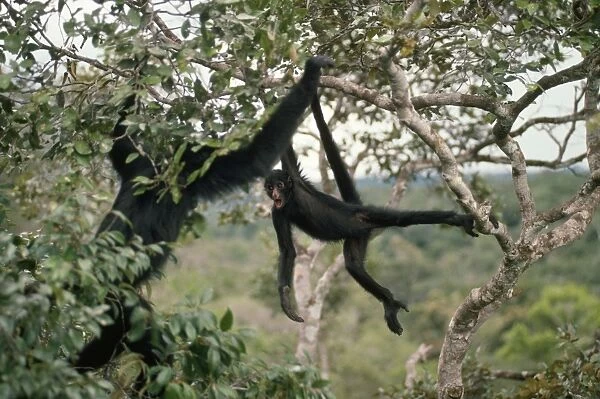 Spider Monkey - in canopy of Rainforest. Amazonia, Brazil