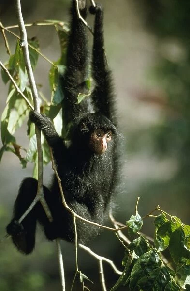 Spider Monkey - in canopy of Rainforest Amazonia, Brazil