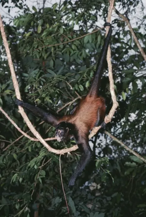 Framed Print : Spider Monkey FG 975 Ateles geoffroyi © Francois Gohier / ARDEA LONDON Framed Print : Spider Monkey FG 975 Ateles geoffroyi © Francois Gohier / ARDEA LONDON