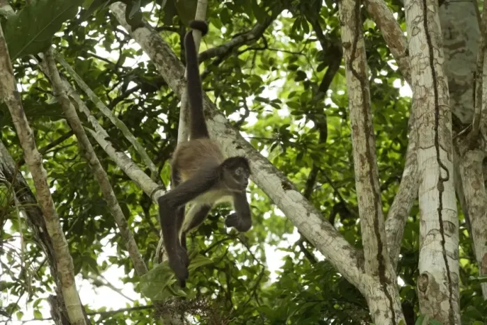 Framed Print : Spider Monkey - hanging by tail. Rainforest - Guatemala Framed Print : Spider Monkey - hanging by tail. Rainforest - Guatemala