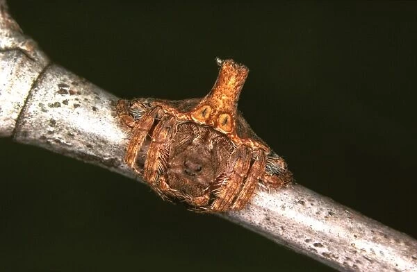 A spider - a nocturnal web-maker that during the day uses its turreted abdomen to camouflage itself as a broken twig