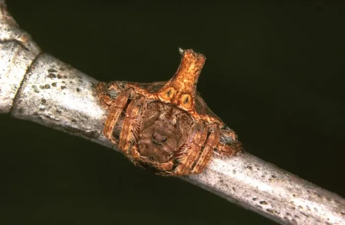 Framed Print : A spider - a nocturnal web-maker that during the day uses its turreted abdomen to camouflage itself as a broken twig Framed Print : A spider - a nocturnal web-maker that during the day uses its turreted abdomen to camouflage itself as a broken twig