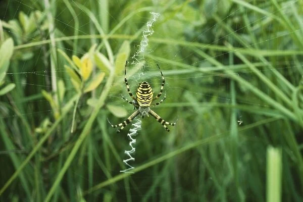 Spider - rare native, naturalised in UK. Also found in France, Germany, Holland & Belgium