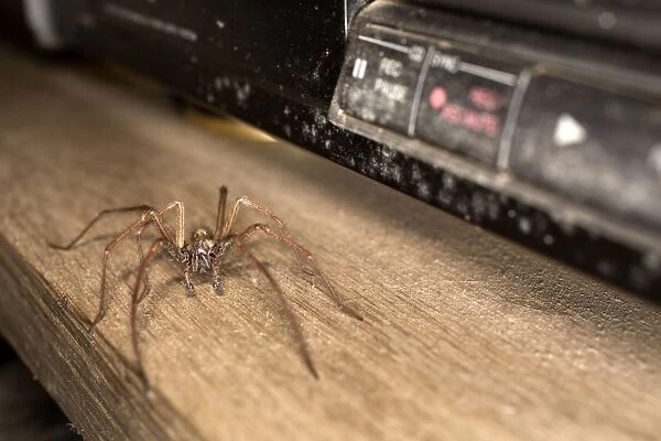 Spider - on shelf - UK