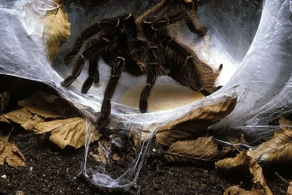 Spider - Tarantula laying its eggs on a silk cocoon